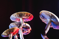 GettyImages-1276620416_mushrooms