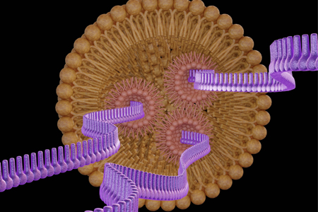 pDNA Lipid Nanoparticle Formulation And Screening Using Nova IJM