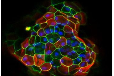 AMSBIO AMSBIO