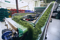 Food manufacturing conveyor tea leaves iStock-1197644742
