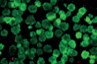 Culture Of 3D Cell Aggregates In Perfusion In A DASbox Mini Bioreactor System