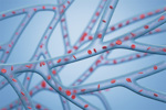 GettyImages-2155793404-blood-vessels-vascular-system