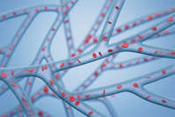 GettyImages-2155793404-blood-vessels-vascular-system