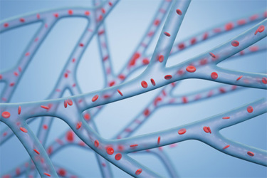 GettyImages-2155793404-blood-vessels-vascular-system