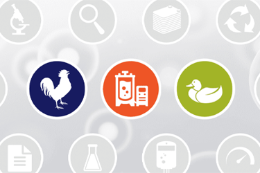 RoosterBio - Ducks In A Row