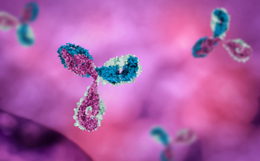Antibody 1 Antibody 1