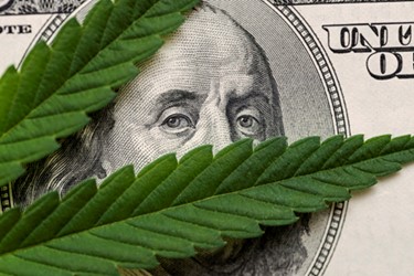 marijuana cannabis dollar background