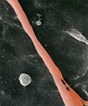 View from the Top: Interview with CEO of Raven Biotechnologies View from the Top: Interview with CEO of Raven Biotechnologies