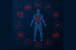 Human circulatory system, internal organs-GettyImages-2211665100