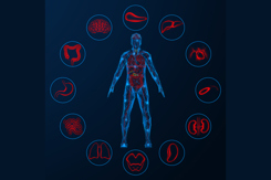 Human circulatory system, internal organs-GettyImages-2211665100