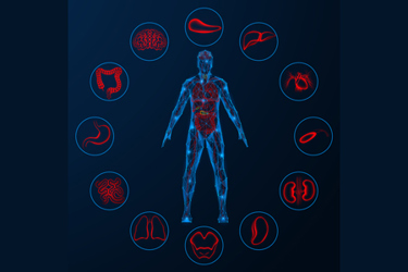 Human circulatory system, internal organs-GettyImages-2211665100 Human circulatory system, internal organs-GettyImages-2211665100