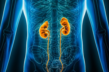 GettyImages-1458871453 Anterior xray view of the kidneys and ureter