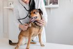 GettyImages-1207997703-dog-animal-vet-veterinarian