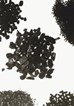 Carbon Reactivation Carbon Reactivation