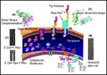 Bacterial Pili Structure Reveals Surprise