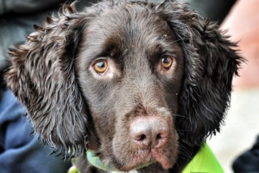 Sniffer Dogs Now Being Used To Detect Water Main Leaks