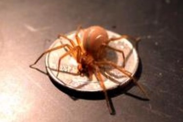 brown recluse spider