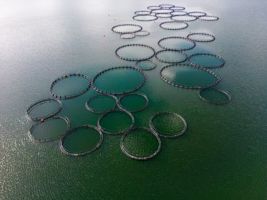 GettyImages-1484801729 aquaculture