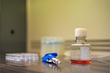 GettyImages-2151689067 cell culture medium GettyImages-2151689067 cell culture medium