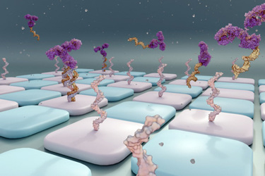 Antibody-oligonucleotide conjugates or AOC-GettyImages-1826415365 Antibody-oligonucleotide conjugates or AOC-GettyImages-1826415365