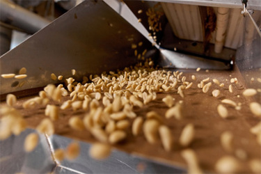 GettyImages-2230315459-peanut-production-conveyor