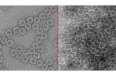 Texas A&M University