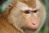 monkey.jpg