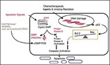 Phosphodiesterase Inhibitors Trigger Apoptosis in Cancerous Colon Cells