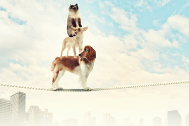 spaniel dog balancing on rope.jpg