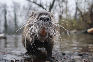 ARW’s C&G Manufacturing Must-Reads (GIANT RODENT! Edition) GettyImages-1290861642