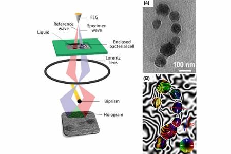 Ames Laboratory-Led Research Team Maps Magnetic Fields Of Bacterial ...