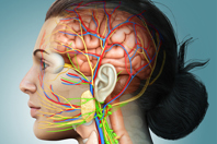 Altasciences' CNS Center Of Excellence: Award-Winning Services GettyImages-1256953021_anatomy