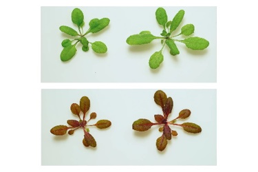 UC Riverside UC Riverside