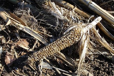 Turning Agricultural Refuse Into Food