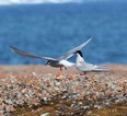 Arcticterns