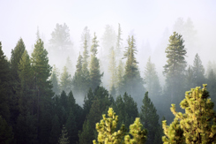 Forest-GettyImages-123730232