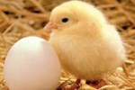 Unilever Takes A Firm Stand Against Slaughtering Male Chicks Unilever Male Chicks