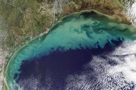 Gulf Of Mexico's Hypoxic Zone Larger Than Ever Gulf Of Mexico’s Hypoxic Zone Larger Than Ever