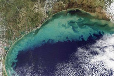 Gulf Of Mexico’s Hypoxic Zone Larger Than Ever