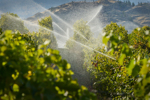 Okanagan Irrigation-GettyImages-611610144