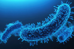 Bacteria, Medical research, healthcare-GettyImages-2161239007