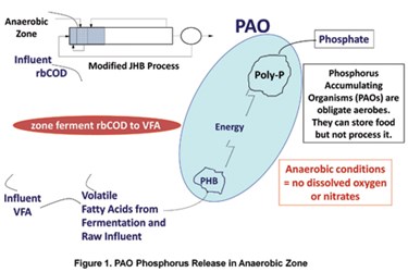 What Everyone Should Know About Enhanced Biological Phosphorus Removal