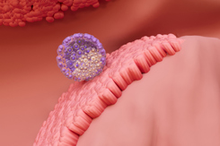 Fertilization, Embryo Development, blastocyst implantation, Fetal Development-GettyImages-1409685408