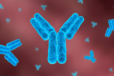 Workflow For Antibody Aggregate And Fragment Analysis