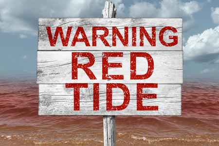 Could Beer Hold The Key To Fighting Red Tide