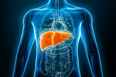 GettyImages-1465361950-x-ray-liver-human GettyImages-1465361950-x-ray-liver-human