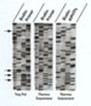 Cycle Sequencing Kit Cycle Sequencing Kit