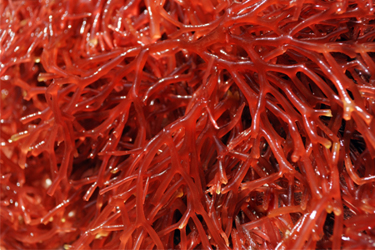 GettyImages-182881568-red-seaweed-gracilaria-gelidium