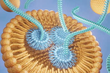 Liposome is releasing siRNA, mRNA, or RNA-GettyImages-1656071904 Liposome is releasing siRNA, mRNA, or RNA-GettyImages-1656071904