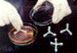 Inoculation Loop Inoculation Loop